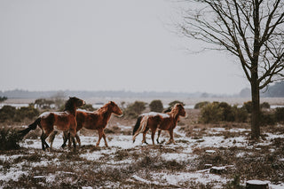 Rhinitis in Pets / Horses - Homepathic Remedies