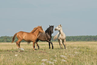 Homeopathic Remedies for Ringworm in Horses