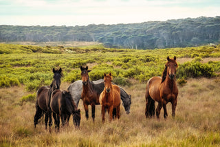 Animals  - Coronary / Circulation -  Homeopathic Remedies