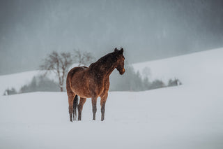 Tumours  in Horses / Pets - Homeopathic Remedies