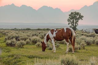 Vomiting in Pets / Horses - Homepathic Remedies