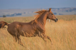 Osteomyelitis in Pets / Horses - Homepathic Remedies