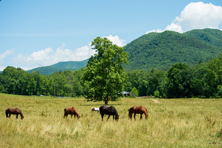 Chronic Diseases in Horses / Pets - Homeopathic Remedies